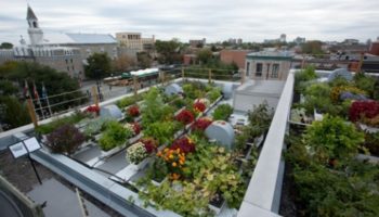 Aménagement extérieur : des potagers sur vos toits !