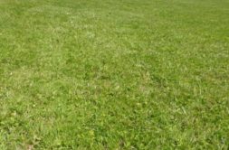 Terrain à Dirinon 29460 604m2 78000 € - NCHA-26-05-13-1
