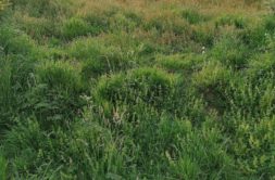 Terrain à Merlevenez 56700 275m2 77750 € - GMA-26-08-04-46