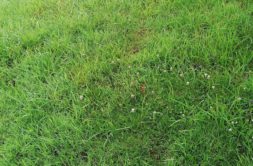Terrain à Plelo 22170 435m2 43900 € - JBES-26-09-29-25