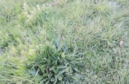 Terrain à Saint-Julien 22940 464m2 64900 € - JBES-26-09-29-23