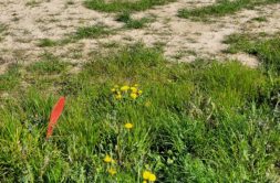 Terrain à Landeda 29870 560m2 61000 € - ETRE-26-10-06-23