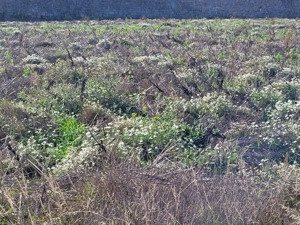 Terrain à Guisseny 29880 442m2 56000 € - ETRE-26-06-24-41