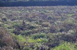 Terrain à Guisseny 29880 472m2 67000 € - ETRE-26-06-01-38
