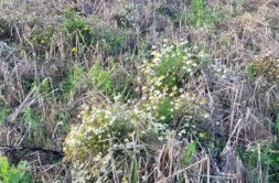 Terrain à Guisseny 29880 493m2 70000 € - ETRE-26-06-24-50