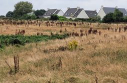 Terrain à Lannilis 29870 425m2 62000 € - ETRE-26-05-12-22