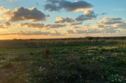 Terrain à Pleurtuit 35730 456m2 153000 € - GESC-26-08-10-30