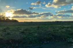 Terrain à Pleurtuit 35730 483m2 195000 € - GESC-26-05-11-43