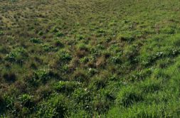 Terrain à Guipavas 29490 802m2 155800 € - PG-26-09-08-1