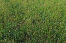 Terrain à Landevant 56690 666m2 74000 € - GMA-26-08-04-37