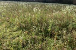 Terrain à Plouescat 29430 837m2 178000 € - RGOB-26-07-28-21
