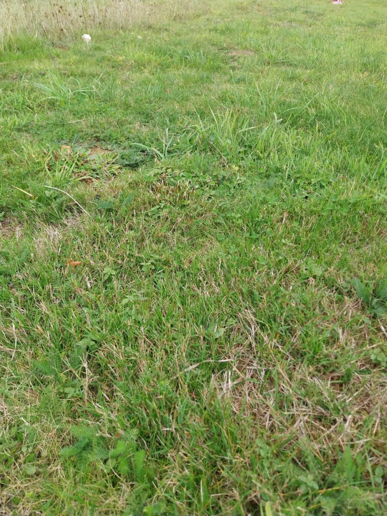 Terrain à Chatelaudren-Plouagat 22170 301m2 33100 € - JBES-26-09-29-16