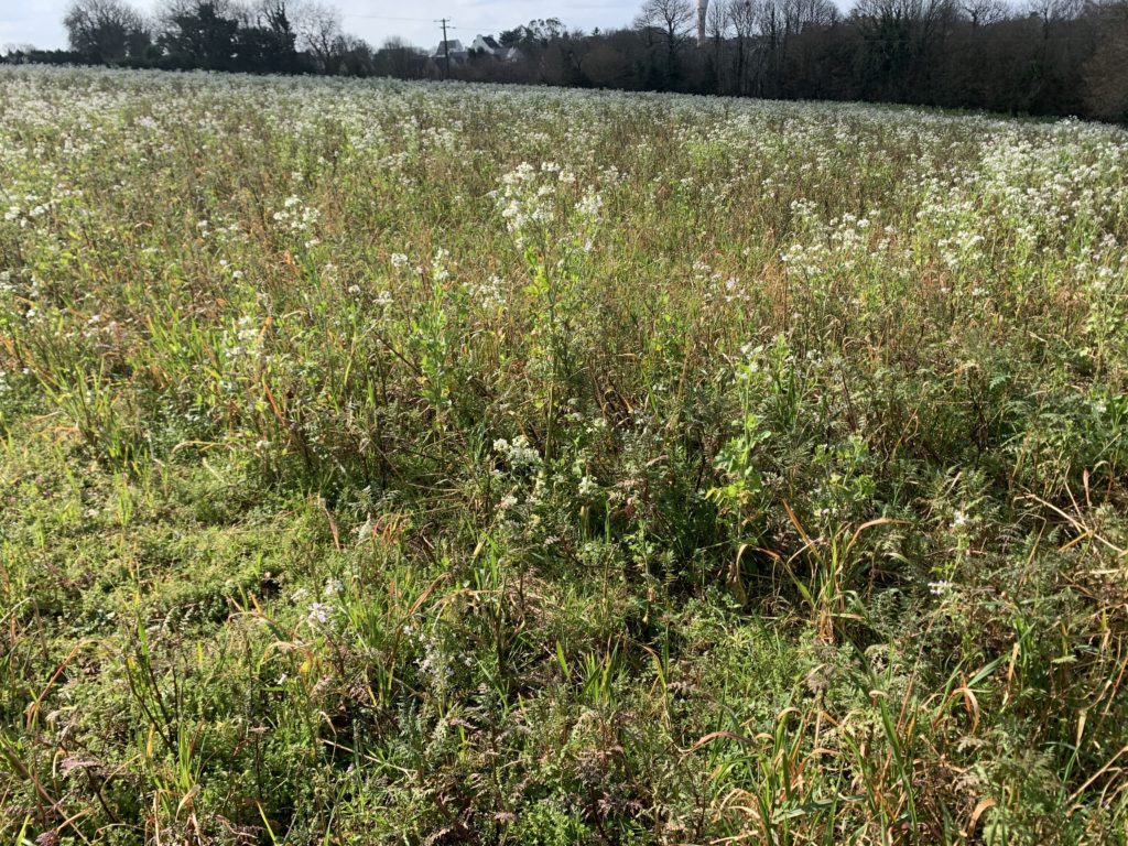 Terrain à Saint-Martin-des-Champs 29600 280m2 29900 € - RGOB-26-06-02-8