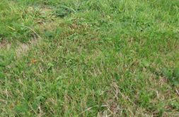 Terrain à Plerin 22190 263m2 80550 € - JBES-26-09-29-15
