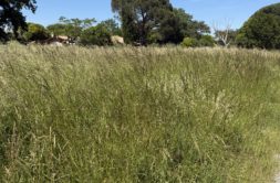 Terrain à Saubens 31600 400m2 119000 € - LOCA-26-05-28-20