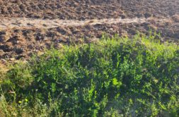 Terrain à Plouenan 29420 435m2 51500 € - RGOB-26-07-28-13