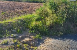 Terrain à Plouenan 29420 335m2 40750 € - RGOB-26-07-28-12