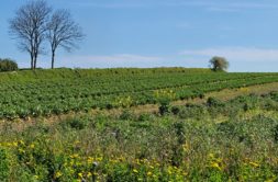 Terrain à Plouguerneau 29880 421m2 63000 € - ETRE-26-06-08-5