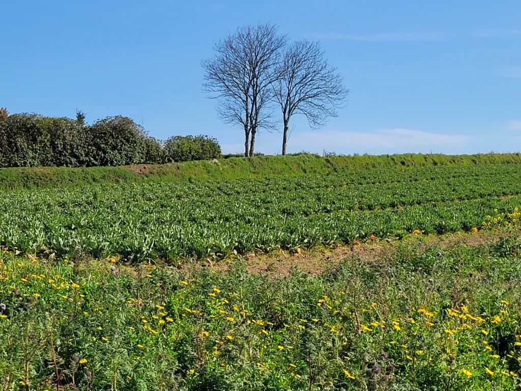 Terrain à Plouguerneau 29880 519m2 75000 € - ETRE-26-09-10-6