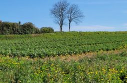 Terrain à Plouguerneau 29880 519m2 75000 € - ETRE-26-06-29-6