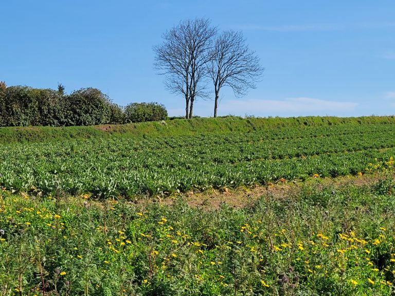 Terrain à Plouguerneau 29880 519m2 75000 € - ETRE-26-07-29-6