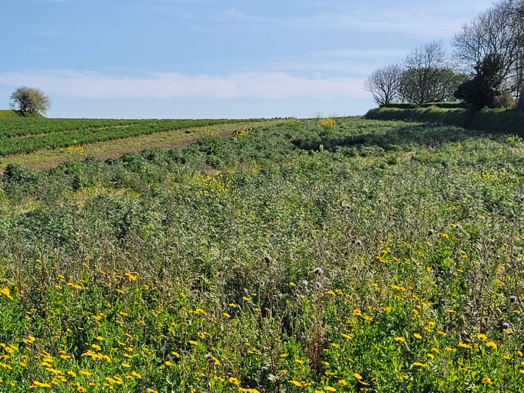 Terrain à Plouguerneau 29880 543m2 92000 € - ETRE-26-06-24-9