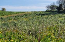 Terrain à Plouguerneau 29880 543m2 92000 € - ETRE-26-05-31-10