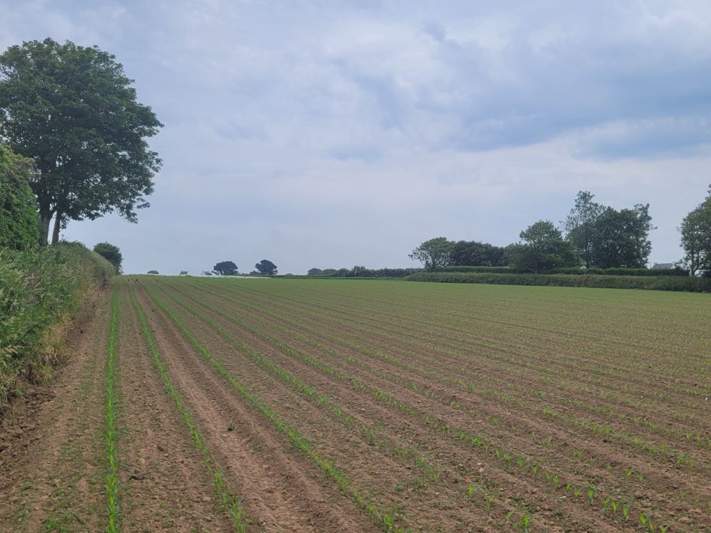 Terrain à Plouguerneau 29880 439m2 63000 € - ETRE-26-06-24-2