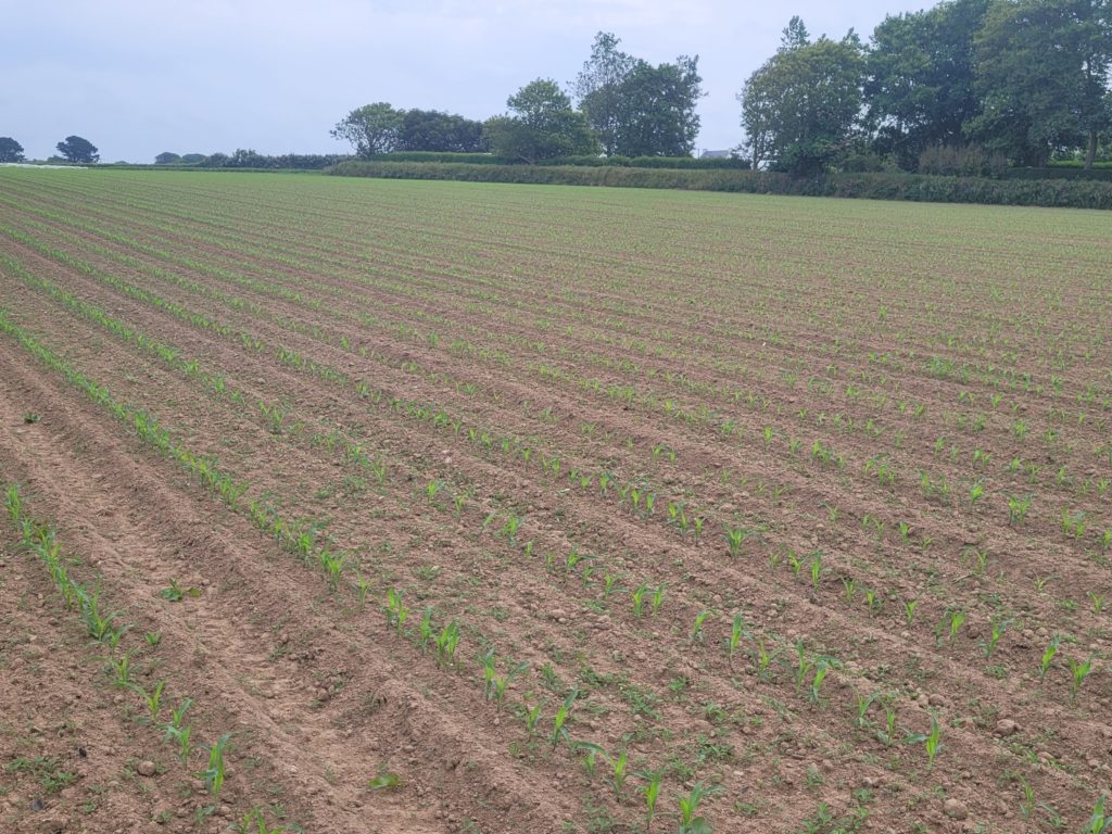 Terrain à Plouguerneau 29880 519m2 75000 € - ETRE-26-07-16-5