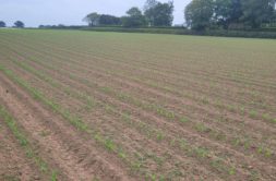 Terrain à Plouguerneau 29880 519m2 75000 € - ETRE-26-06-15-5