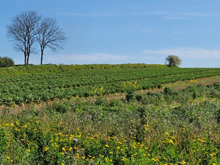 Terrain à Plouguerneau 29880 440m2 79000 € - ETRE-26-07-21-11