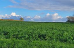 Terrain à Plouguerneau 29880 475m2 82000 € - ETRE-26-06-08-16