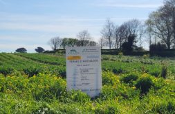 Terrain à Plouguerneau 29880 421m2 62998 € - YDE-26-09-23-15