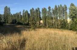 Terrain à Dremil-Lafage 31280 510m2 145000 € - LOCA-26-09-01-6