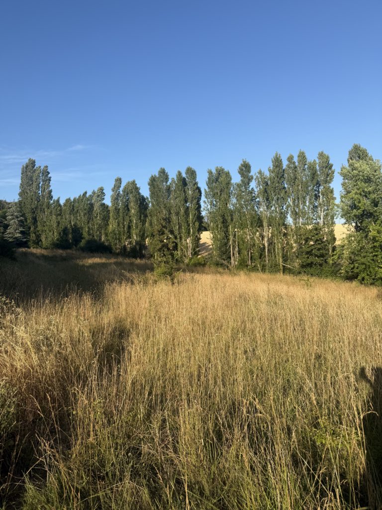 Terrain à Dremil-Lafage 31280 510m2 145000 € - LOCA-26-09-01-6