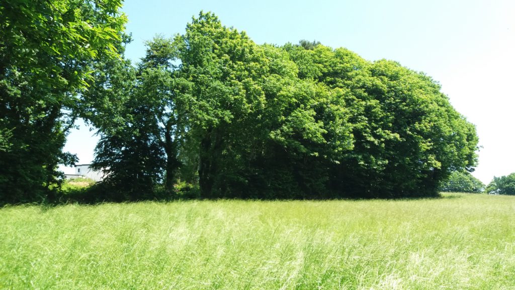 Terrain à Erquy 22430 1074m2 240000 € - ASCO-26-07-23-7