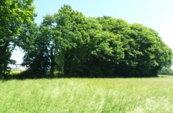 Terrain à Erquy 22430 1074m2 240000 € - ASCO-26-07-23-7