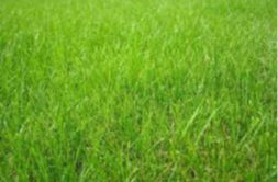 Terrain à Cintre 35310 400m2 92000 € - HHE-26-08-11-9