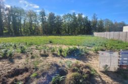 Terrain à Plelan-le-Grand 35380 980m2 95000 € - JOMA-26-10-09-9